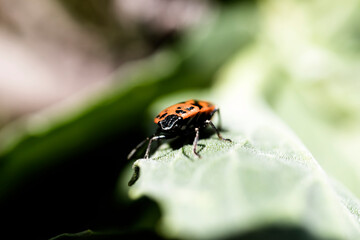 the red and black colored burrow that hovers over the green leaves. macro nature photo.