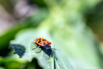 the red and black colored burrow that hovers over the green leaves. macro nature photo.