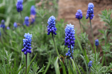 Grape Hyacinth, Muscari. Blue bulbous flower. Selective focus.