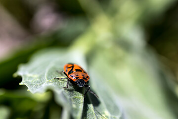 the red and black colored burrow that hovers over the green leaves. macro nature photo.