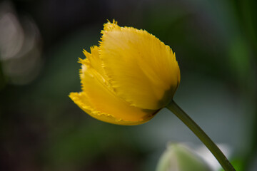 yellow tulip flower