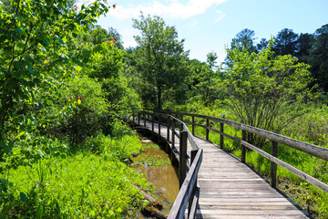 Fototapeta na wymiar a shot of a brown wooden bridge over the water in a marsh surrounded by lush green trees and plants over silky brown water at Newman Wetlands Center in Hampton Georgia