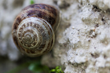 
Snail in nature, on the wall, on the leaf, on the tree, on the branch, on the ground, close-up, macro photo. golden ratio composition.