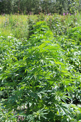 A row of Marijuana plants growing outdoors