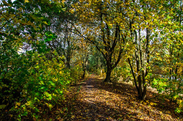 Fototapeta premium Elberadweg