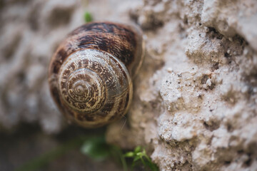 
Snail in nature, on the wall, on the leaf, on the tree, on the branch, on the ground, close-up, macro photo. golden ratio composition.