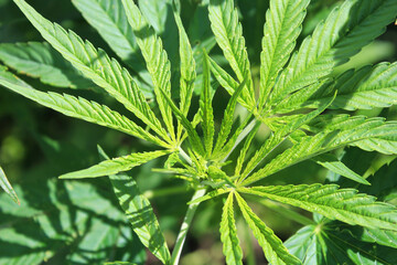 Closeup of Cannabis leaf tips without any buds