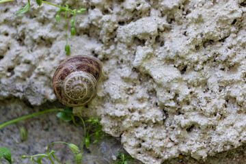 
Snail in nature, on the wall, on the leaf, on the tree, on the branch, on the ground, close-up, macro photo. golden ratio composition.
