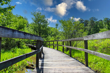 a shot of a brown wooden bridge over the water in a marsh surrounded by lush green trees and plants over silky brown water at Newman Wetlands Center in Hampton Georgia - obrazy, fototapety, plakaty