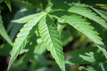 Closeup of Marijuana leaf tips without any buds