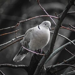 dove on branch