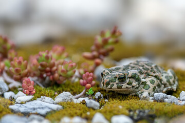 European green toad (Bufotes viridis) in nature
