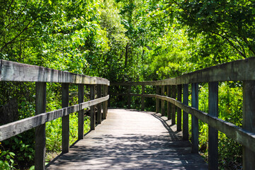 a shot of a brown wooden bridge over the water in a marsh surrounded by lush green trees and plants...