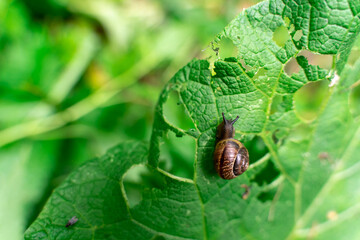 snail eats plants in the forest. park problem. Shallow depth of field - Powered by Adobe
