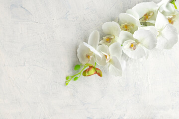 white orchid on white textured background. artificial white orchid. copy space.