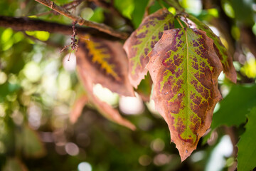 The tree leaf with various colors contains green, brown and yellow colors.