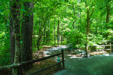 a gorgeous shot of a dirt footpath through the forest surrounded by lush green trees and plants...