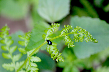 caterpillar on leaf