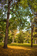 Fototapeta premium autumn in the park