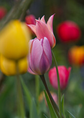 pink, red and yellow tulips