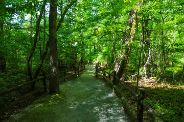 a gorgeous shot of a dirt footpath through the forest surrounded by lush green trees and plants...