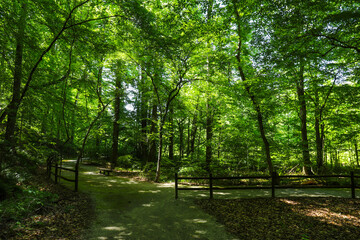 a gorgeous shot of a dirt footpath through the forest surrounded by lush green trees and plants...