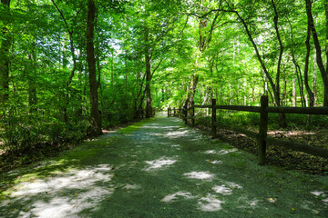 a gorgeous shot of a dirt footpath through the forest surrounded by lush green trees and plants...