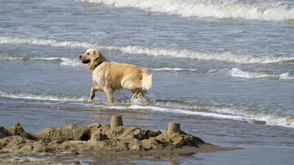 golden retriever dog running in the water on the beach 