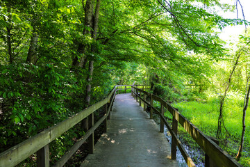 a shot of a brown wooden bridge over the water in a marsh surrounded by lush green trees and plants...
