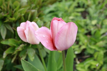 rosa Tulpen im Duett