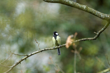 Great tit bird on a branch singing
