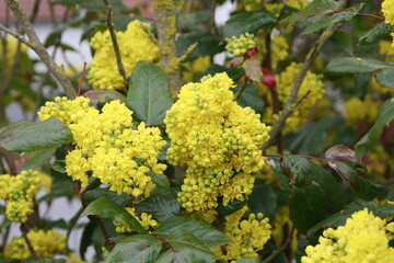 Stechpalmenbl&uuml;ten