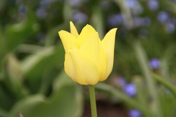 gelbe Tulpe