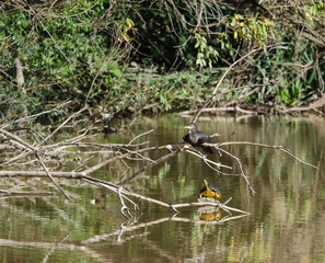 Animale en la naturaleza