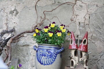 Hornveilchen im Steingut