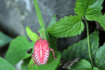 wild strawberry in the garden