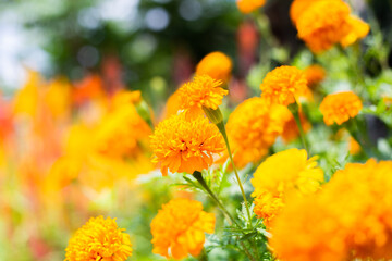 flowers in the garden