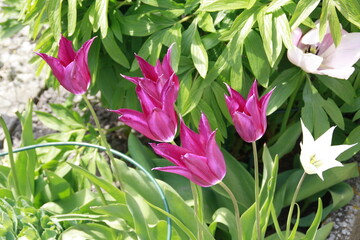 mit dem Wind geneigte Tulpen