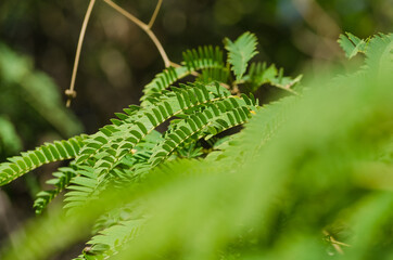 Hojas verdes-