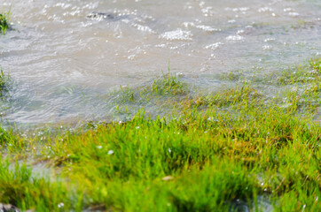 Pasto al borde del rio.