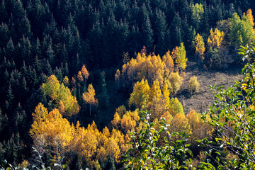 A panoramic shot of mesmerizing trees in Artvin, Turkey.