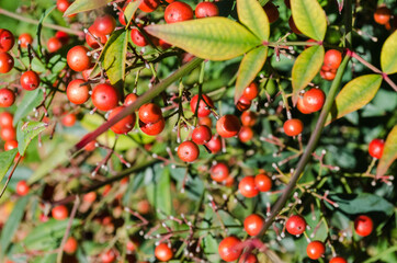 Frutos rojos en una planta verde.