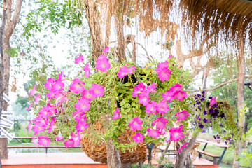 Balcony flowers, surfina, pelargonium