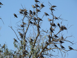 birds on a tree