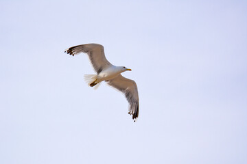 White seagull fly in cloudy sky Spain L estartit, July 20 2018.