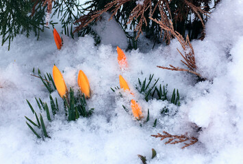 spring yellow flowers. primroses