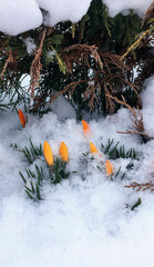 spring yellow flowers. primroses
