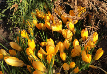 spring yellow flowers. primroses