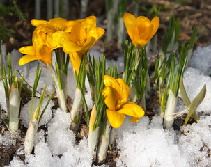 spring yellow flowers. primroses