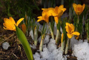 spring yellow flowers. primroses